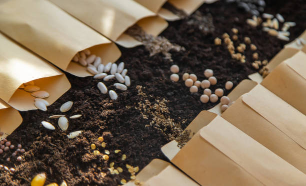 istock Seeds in bags on the soil. Selective focus. 1459607178