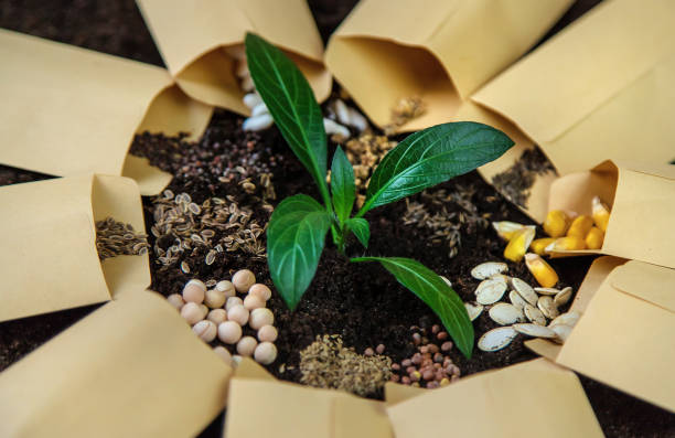 istock Seeds in bags on the soil. Selective focus. 1459607219