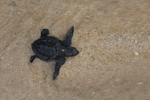Dozens of turtles were released back into their habitat after hatching.