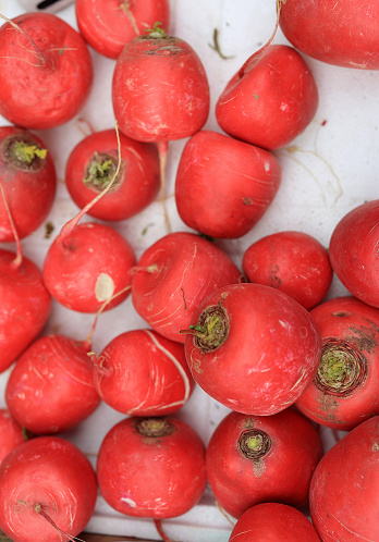 Fresh red Radish