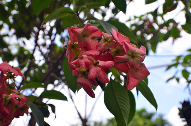 Mussaenda Philippica flowers Pink Mussaenda Philippica flowers blooming on a tree branch. This plant commonly known as Tropical Dogwood mussaenda stock pictures, royalty-free photos & images
