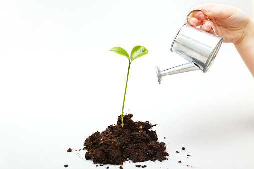 Small seedling in a pile of soil. Child's hand waters a sprout from a toy watering can isolated on a white background close.