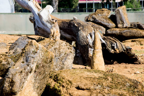 Meerkat sits and looks around - funny animal - Beale Park United Kingdom - 25.03.2017