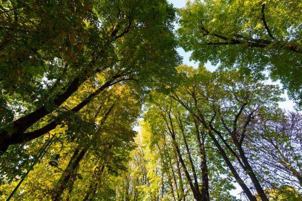 The Sempione park in Milan, Lombardy, Italy at October
