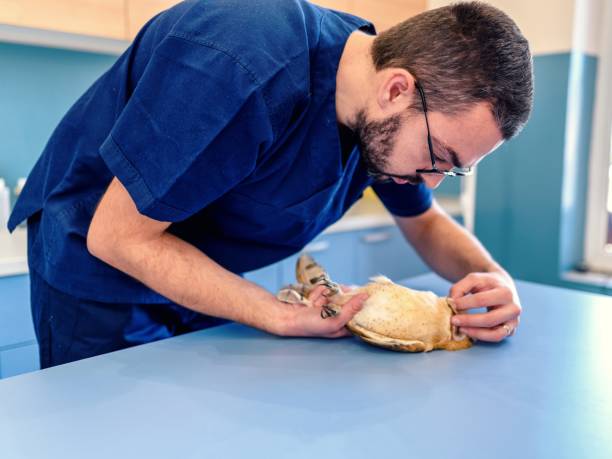 Veterinarian holding and check up Barn Owl