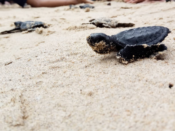 istock Releases baby turtles into the Aceh sea. 1459622728
