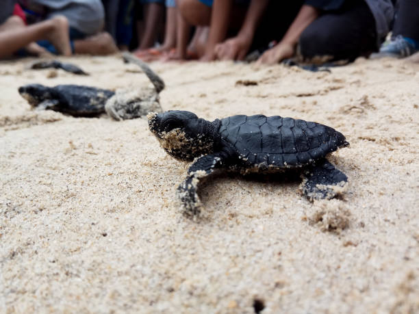 istock Releases baby turtles into the Aceh sea. 1459622746