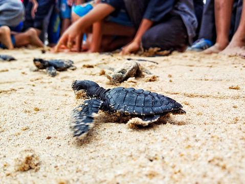 The Lampuuk community releases baby turtles into the Aceh sea.