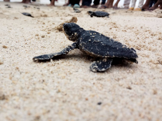 istock Releases baby turtles into the Aceh sea. 1459623456