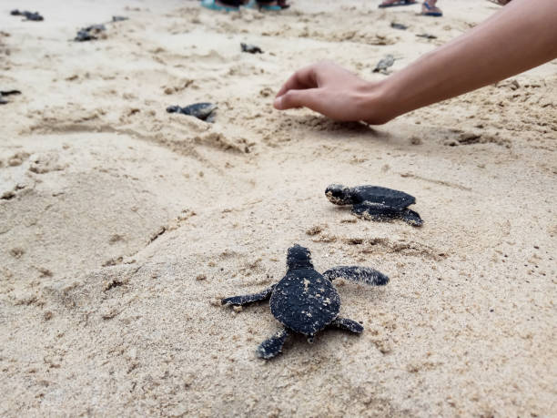 istock Releases baby turtles into the Aceh sea. 1459623608