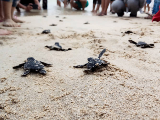 istock Releases baby turtles into the Aceh sea. 1459623685
