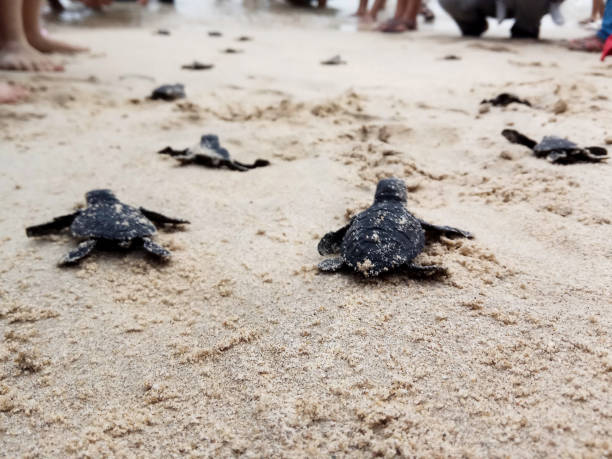 아기 거북을 아체 해로 방출합니다. - sea turtle square shape square endangered species 뉴스 사진 이미지