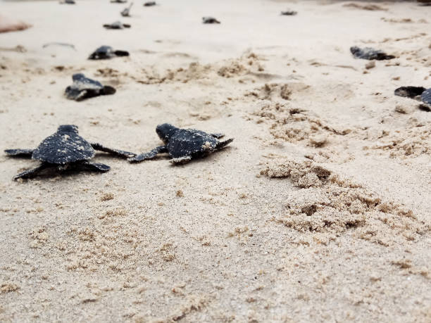 istock Releases baby turtles into the Aceh sea. 1459623711