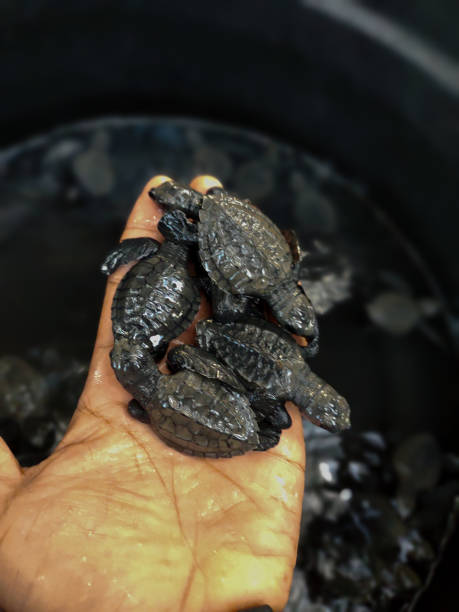 istock Releases baby turtles into the Aceh sea. 1459623716