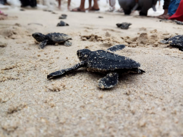 istock Releases baby turtles into the Aceh sea. 1459623721