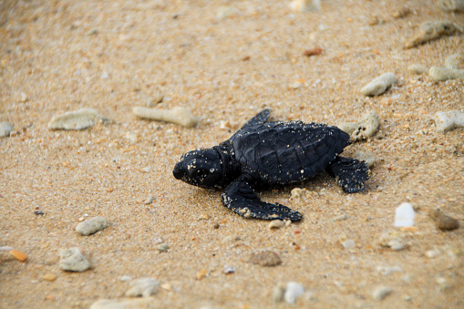 A baby green sea turtle (Chelonia mydas) crawling towards the ocean after emerging from its nest. Tortuguero National Park, Costa Rica.