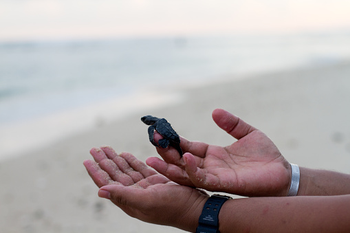 The Lampuuk community releases baby turtles into the Aceh sea.