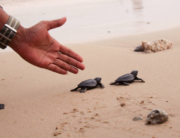 istock Releases baby turtles into the Aceh sea. 1459625741