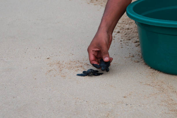 아기 거북을 아체 해로 방출합니다. - sea turtle square shape square endangered species 뉴스 사진 이미지