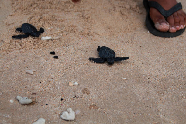 아기 거북을 아체 해로 방출합니다. - sea turtle square shape square endangered species 뉴스 사진 이미지