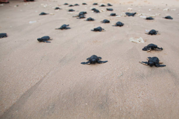 아기 거북을 아체 해로 방출합니다. - sea turtle square shape square endangered species 뉴스 사진 이미지