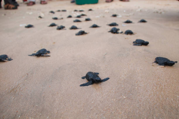 아기 거북을 아체 해로 방출합니다. - sea turtle square shape square endangered species 뉴스 사진 이미지