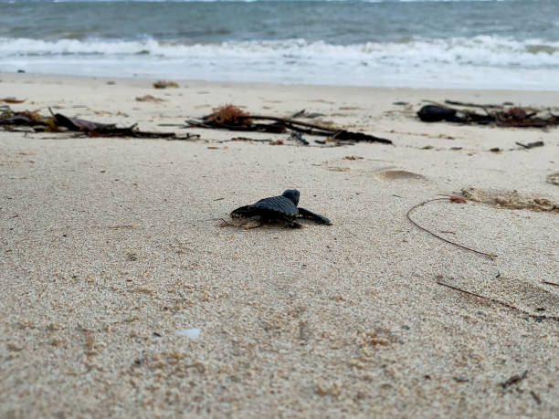 istock release of baby turtles into the sea 1459626611