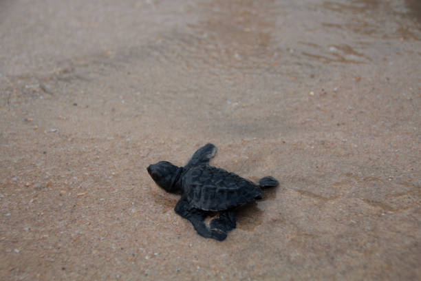 istock Releases baby turtles into the Aceh sea. 1459626840