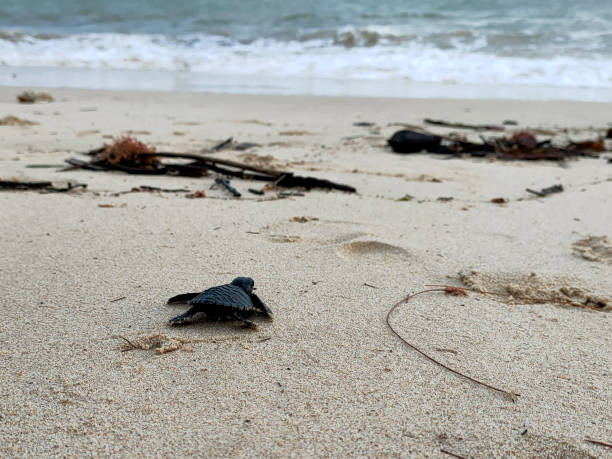 istock release of baby turtles into the sea 1459627109