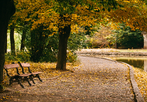 Two benches in an autumn park by the river. Golden autumn