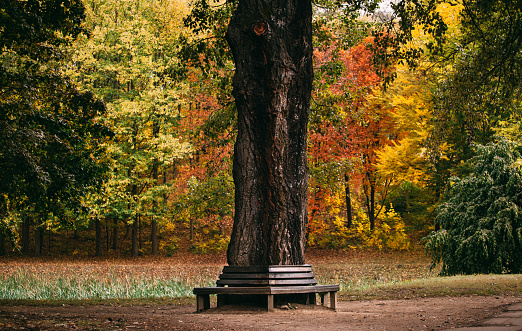 Bench around a tree in autumn park
