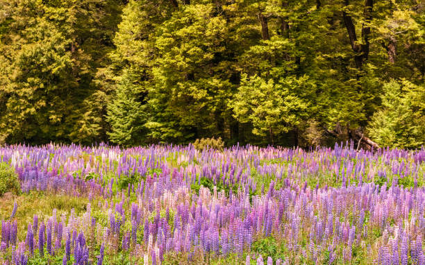 lupins em cascade creek na nova zelândia - new zealand forest landscape mountain - fotografias e filmes do acervo