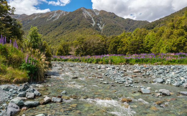 lupin fields at cascade creek in new zealand - flowing nature new zealand uncultivated imagens e fotografias de stock