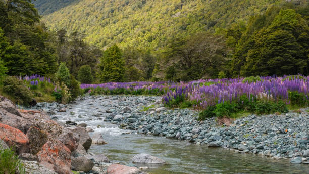 lupin fields at cascade creek in new zealand - flowing nature new zealand uncultivated imagens e fotografias de stock