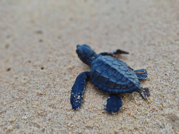 istock release of baby turtles into the sea 1459628207