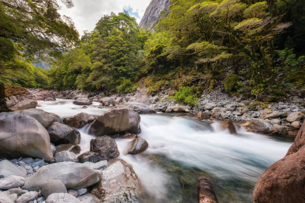 hollyford valley in new zealand - flowing nature new zealand uncultivated imagens e fotografias de stock