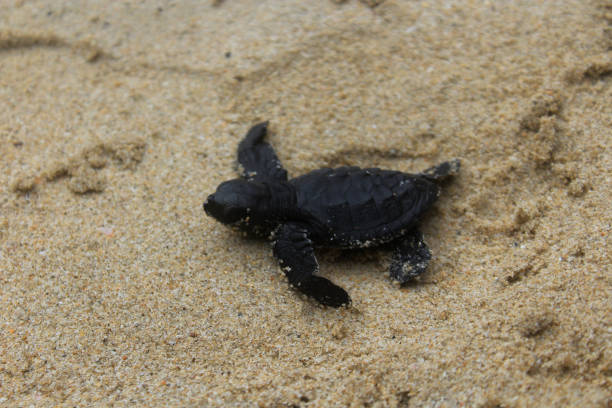istock Releases baby turtles into the Aceh sea. 1459629261