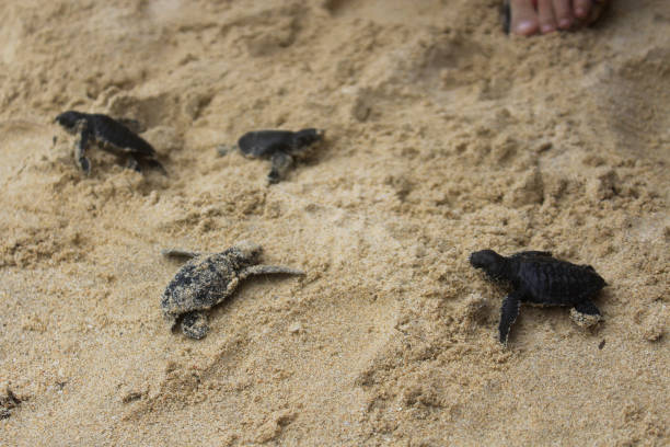 istock Releases baby turtles into the Aceh sea. 1459629262