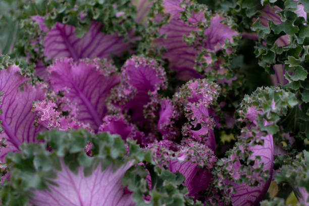istock Ornamental kale bright purple in close-up 1459629889