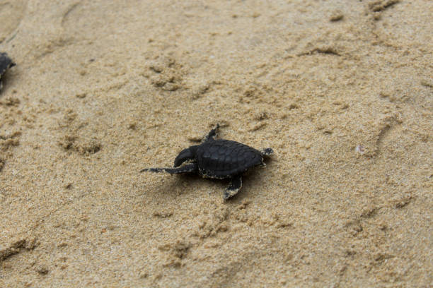아기 거북을 아체 해로 방출합니다. - sea turtle square shape square endangered species 뉴스 사진 이미지