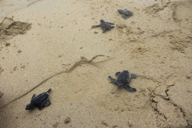 istock Releases baby turtles into the Aceh sea. 1459630213