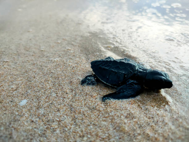 istock release of baby turtles into the sea 1459630421