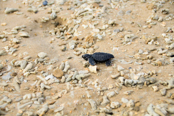 istock release of baby turtles into the sea 1459631122