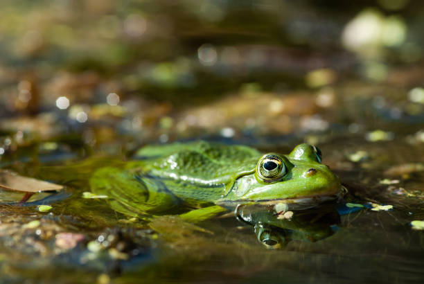 istock Amphibian green frog in the water 1459634406