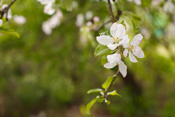 istock apple branch of a flowering tree. tree in bloom background 1459637007
