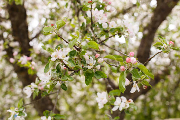 istock apple branch of a flowering tree. tree in bloom background 1459637073