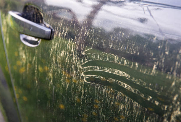 Yellow pollen grains layer on car paint. Trees and flowers pollen covering car exterior in spring, witch can damage your car's paint concept. stock photo