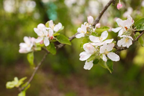 istock apple branch of a flowering tree. tree in bloom background 1459637388