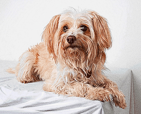 Yorkipoo Mixed Breed Dog hoping to be adopted