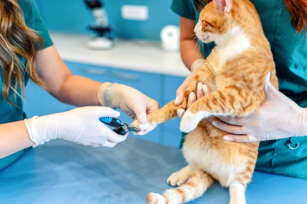 Veterinarian cutting cat claws. stock photo